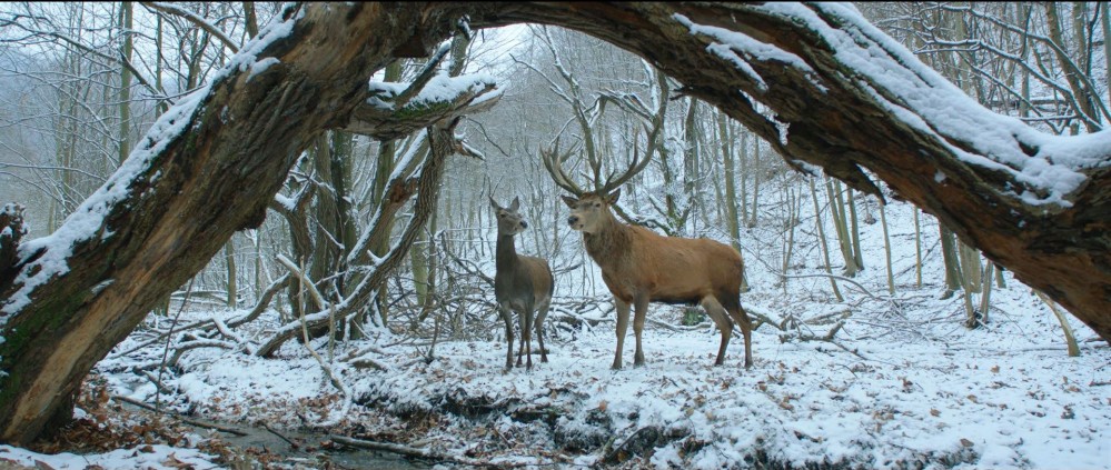 Kino: O telesu in duši (ljubezenska drama)